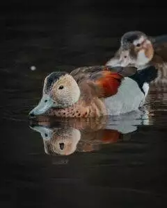 Non-Native Birds