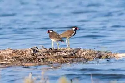 Non-Native Birds
