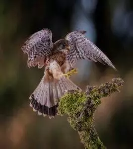 Native Birds